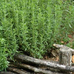 artemisia dracunculus